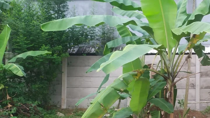 Pagar beton pracetak membatasi kebun pisang dengan sambungan panel rapat