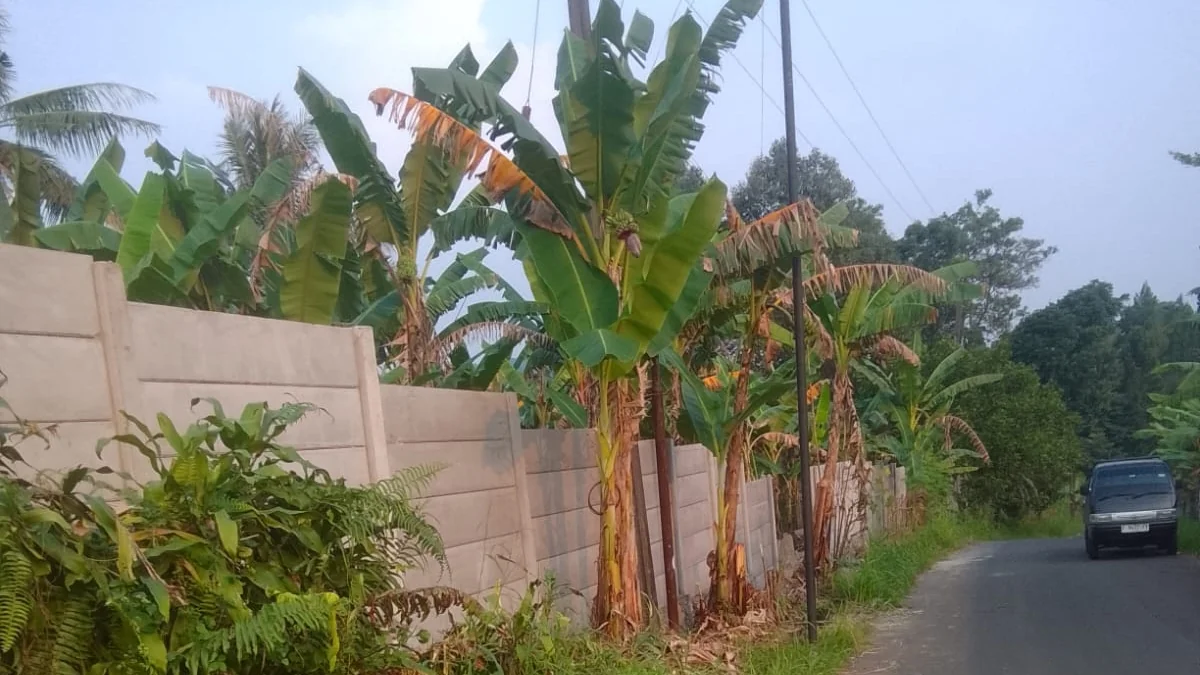 Pagar beton pracetak yang rapi di tepi jalan lingkungan dengan deretan pohon pisang
